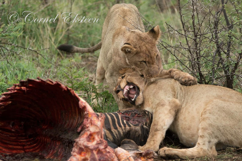 Impodimo Game Lodge Madikwe Game Reserve Ngoại thất bức ảnh