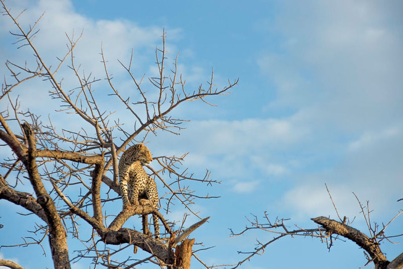 Impodimo Game Lodge Madikwe Game Reserve Ngoại thất bức ảnh