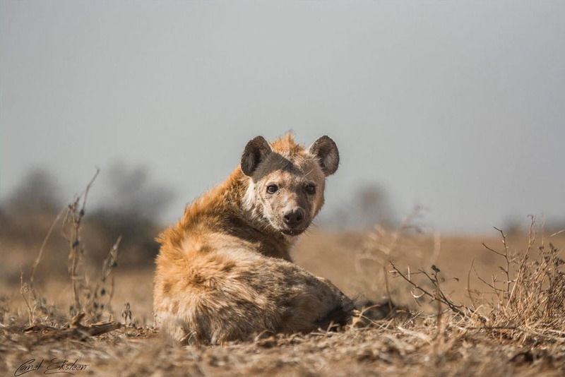 Impodimo Game Lodge Madikwe Game Reserve Ngoại thất bức ảnh