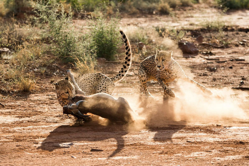 Impodimo Game Lodge Madikwe Game Reserve Ngoại thất bức ảnh